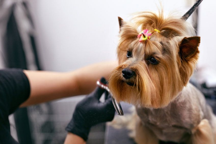 What to Consider when Buying a Dog Grooming Business